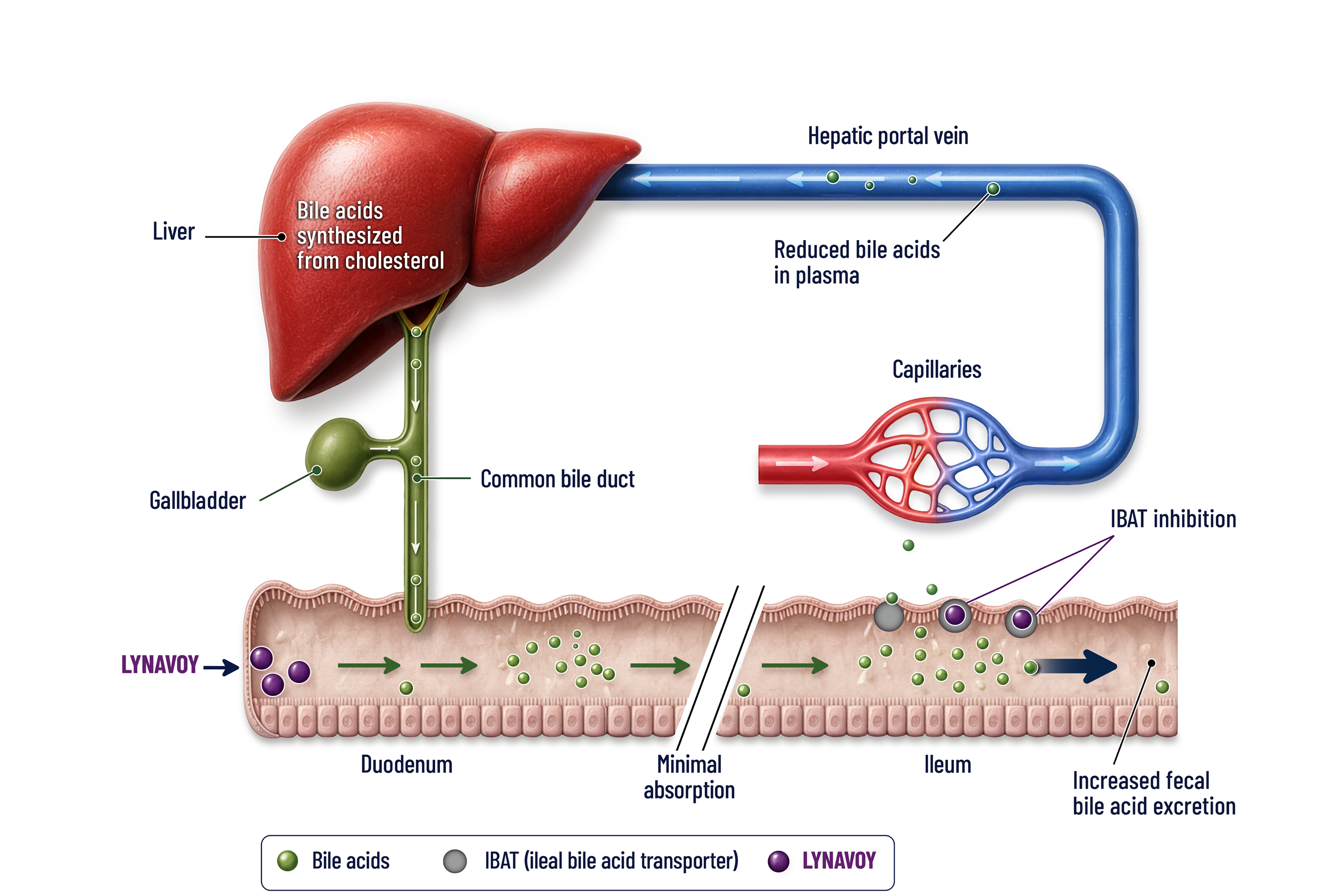 bile acid production and proposed mechanism of action of LYNAVOY